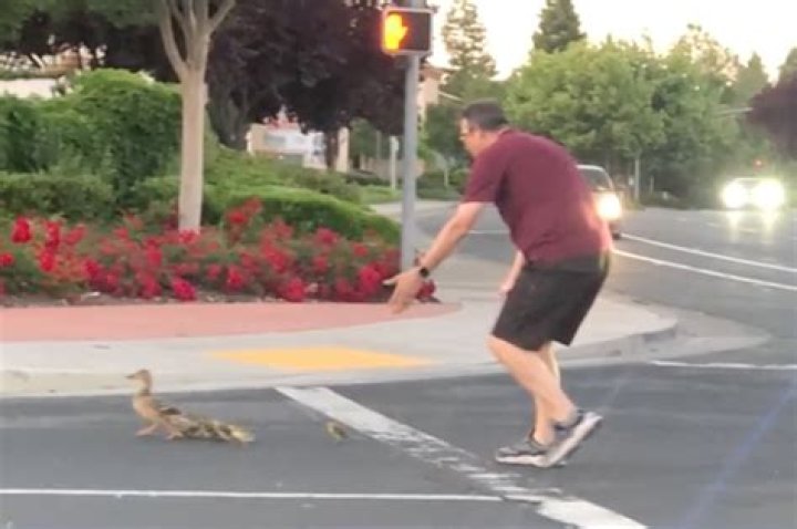 PulseVibe | California man fatally hit by vehicle after helping ducks cross the road